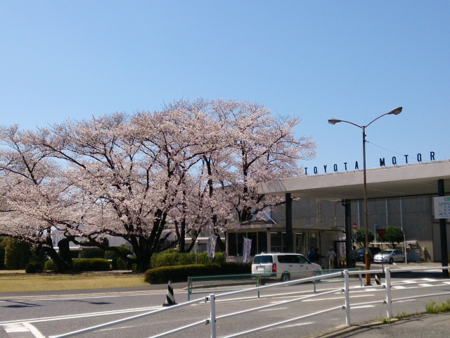 ３/３１快晴　ウォーキング途中でToyota本社の桜